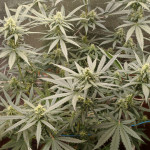 auto-anesthesia-fem-pyramid-seeds.jpg