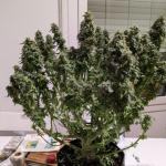 critical-kush-auto-critical-rapido-auto-fem-barneys-farm.jpg