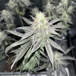 lemon-cherry-gelato-fem-barneys-farm.jpg