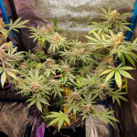 amnesia-lemon-fem-barneys-farm.jpg