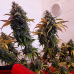 critical-kali-mist-fem-delicious-seeds.jpg