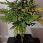 orange-apricot-glue-xl-auto-fem-sweet-seeds.jpg