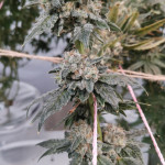 purple-lemonade-ff-fem-fastbuds.jpg