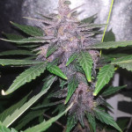 auto-dark-purple-delicious-seeds.jpg