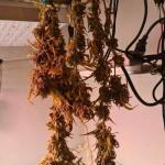 purple-lemonade-ff-fem-fastbuds.jpg