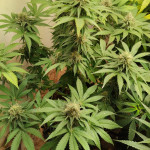 northern-lights-fem-00-seeds.jpg