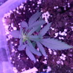 jack-47-auto-fem-sweet-seeds.jpg
