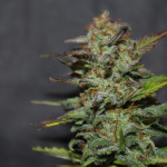 sugar-black-rose-auto-fem-delicious-seeds.jpg