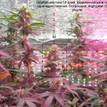 blue-mystic-automatic-nirvana-seeds.JPG