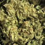 orange-creampop-fem-humboldt-seed-company.jpg