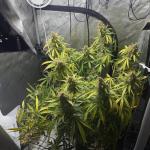 pineapple-express-auto-fem-barneys-farm.jpg