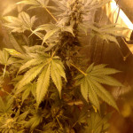 white-widow-medical-seeds.jpg