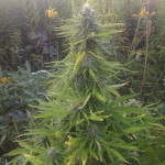 auto-california-kush-00-seeds.JPG