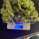 jealousy-z-xl-auto-fem-sweet-seeds.jpg