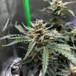 pink-rozay-auto-fem-7ch-american.jpg