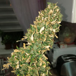 auto-northern-lights-00-seeds.jpg