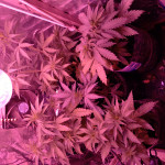 auto-tutankhamon-fem-pyramid-seeds.jpg