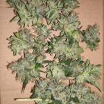 wedding-cake-auto-fem-barneys-farm.jpg