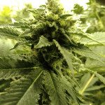 blue-kush-berry-paradise-seeds.jpg