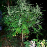 tahoe-cure-fem-pyramid-seeds.jpg