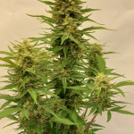frostbanger-auto-fem-fastbuds.jpg