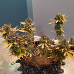sweet-nurse-auto-cbd-fem-sweet-seeds.jpg
