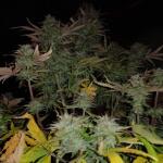 gorilla-glue-auto-fem-barneys-farm.jpg