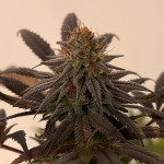 sweet-pure-cbd-fem-sweet-seeds.jpg