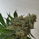 gorilla-fem-00-seeds.jpg