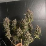 tropicana-cookies-auto-fem-fastbuds.jpg