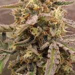 blackberry-moonrocks-auto-fem-alphafem-seeds.jpg