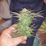 ak-48-regular-nirvana-seeds.jpg