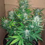 jack-47-auto-sweet-seeds.jpg