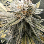 mimosa-evo-fem-barneys-farm.jpg