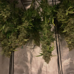 godzilla-cookies-auto-fem-herbies-seeds.jpg