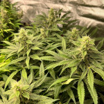 grandaddy-purple-fem-blimburn-seeds.jpg