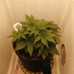 blue-mystic-automatic-blueberry-auto-fem-nirvana-seeds.jpg