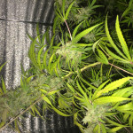 goldmine-fem-heavyweight-seeds.JPG