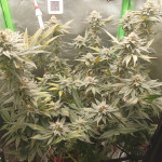 mimosa-evo-fem-barneys-farm.jpg
