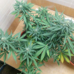 blue-dream-auto-humboldt-seeds.jpg