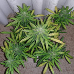 purple-punch-og-xl-auto-fem-sweet-seeds.jpg