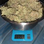 strawberry-pie-auto-fem-fastbuds.jpg