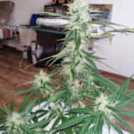 extreme-impact-auto-heavyweight-seeds.jpg