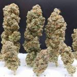 blueberry-hill-fem-herbies-seeds.jpg