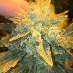s.a.d.-sweet-afgani-delicious-auto-fem-sweet-seeds.jpeg