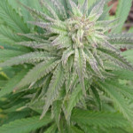 white-widow-fem-victory-seeds.jpg