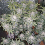 gorilla-glue-4-fem-original-sensible-seeds.jpg