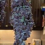 purple-punch-fem-barneys-farm.jpg