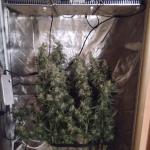 white-widow-fem-Semyanich.jpg
