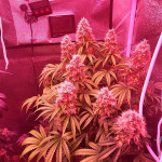 jungle-breath-fem-7ch-american.jpg